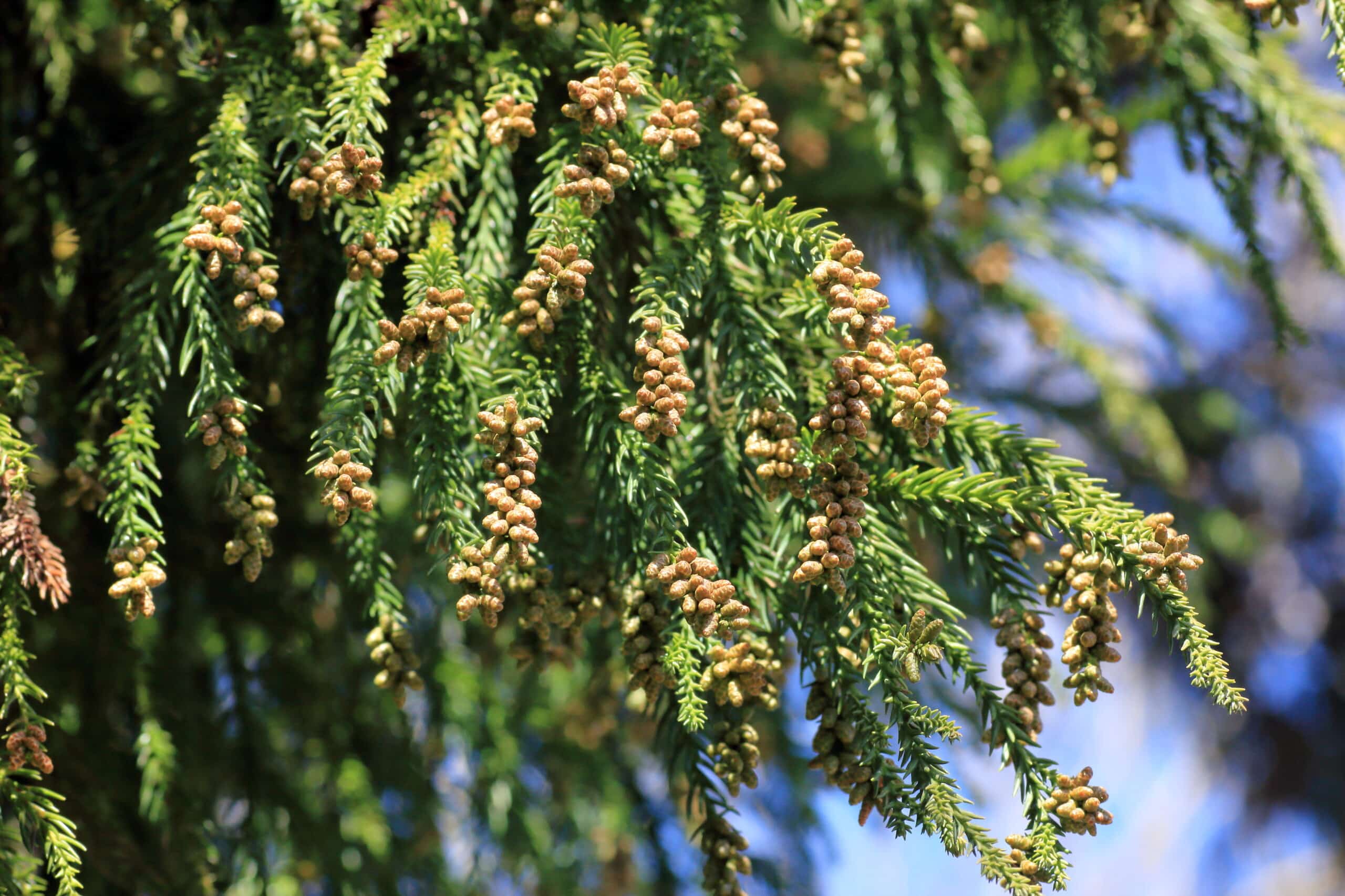 花粉は1年を通して飛散している！花粉症とどう向き合う？ | CBDオイル｜エリクシノール - Elixinol -